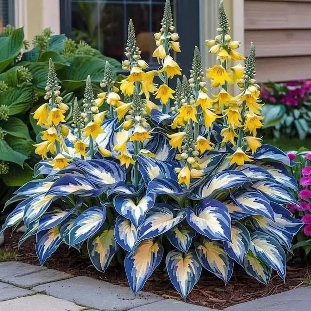 Seltene Hosta-Samen – Luxuriöse Zierpflanze mit dekorativem Laub