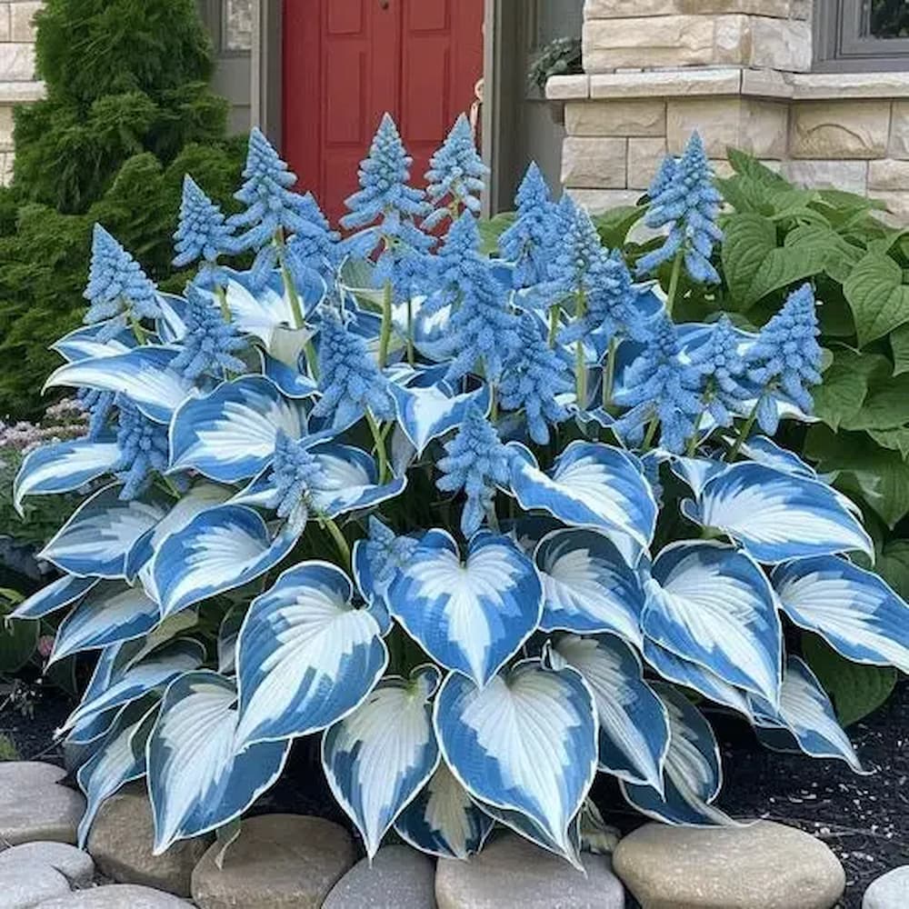 Seltene Hosta-Samen – Luxuriöse Zierpflanze mit dekorativem Laub