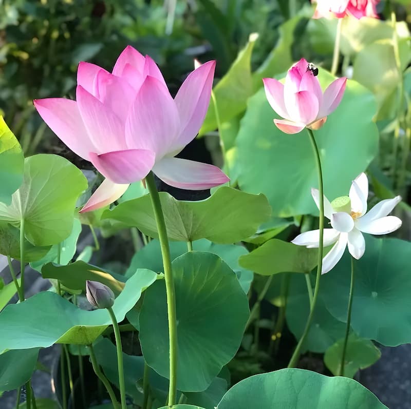 Bunte Bonsai-Lotus-Samen