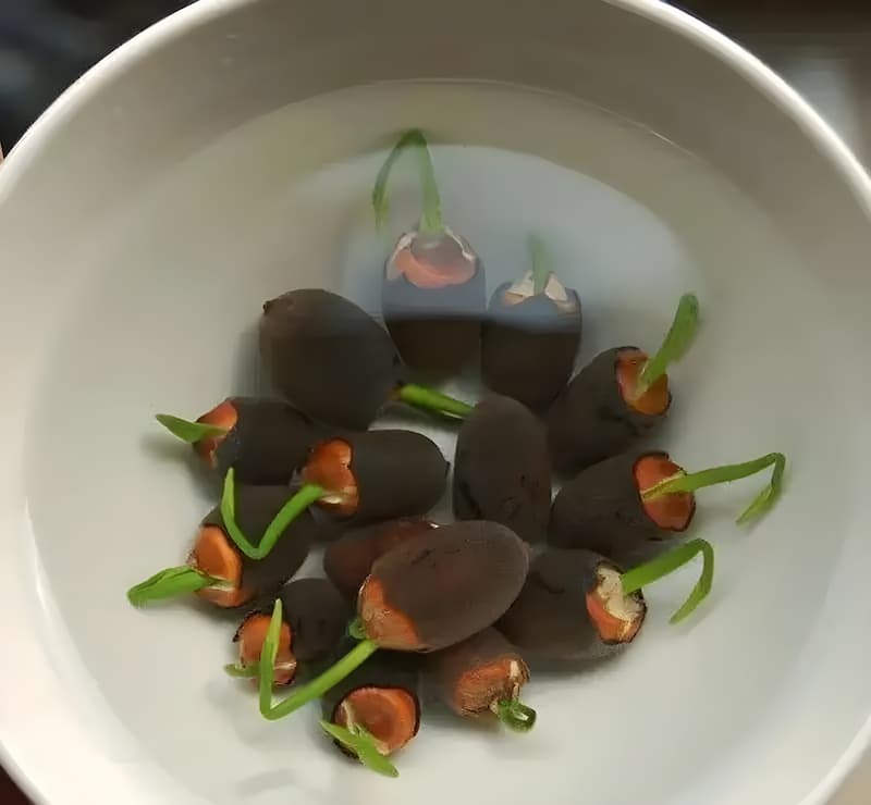 Bunte Bonsai-Lotus-Samen