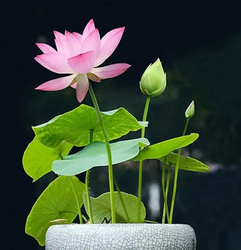 Bunte Bonsai-Lotus-Samen