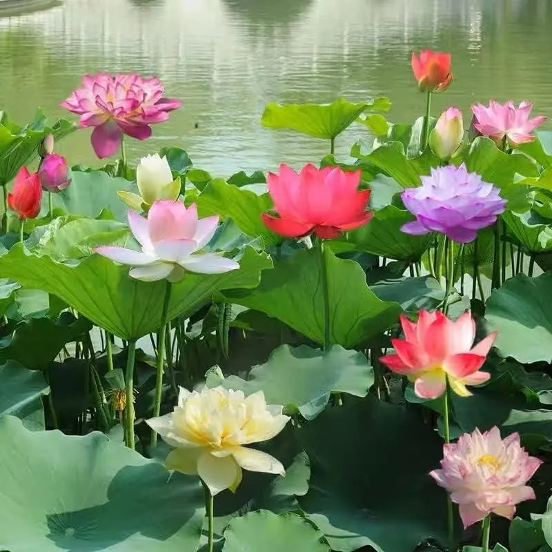 Bunte Bonsai-Lotus-Samen