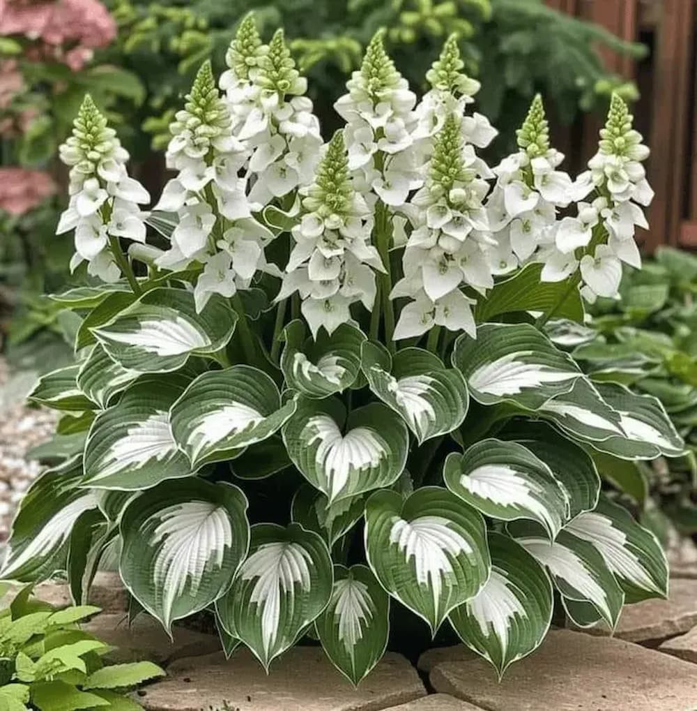 Seltene Hosta-Samen – Luxuriöse Zierpflanze mit dekorativem Laub