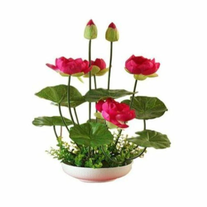 Bunte Bonsai-Lotus-Samen