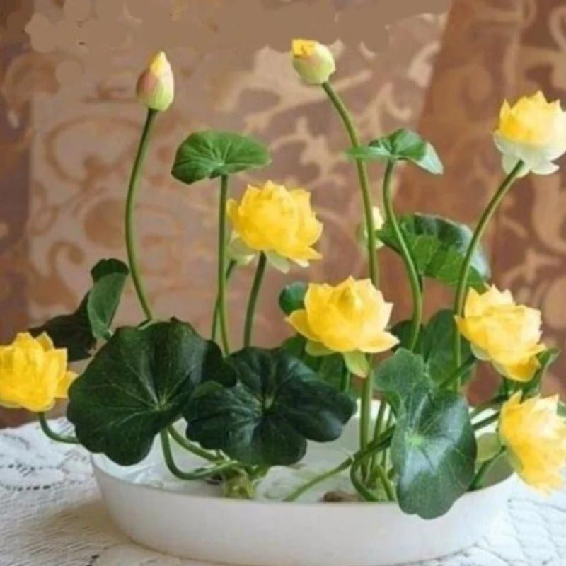 Bunte Bonsai-Lotus-Samen