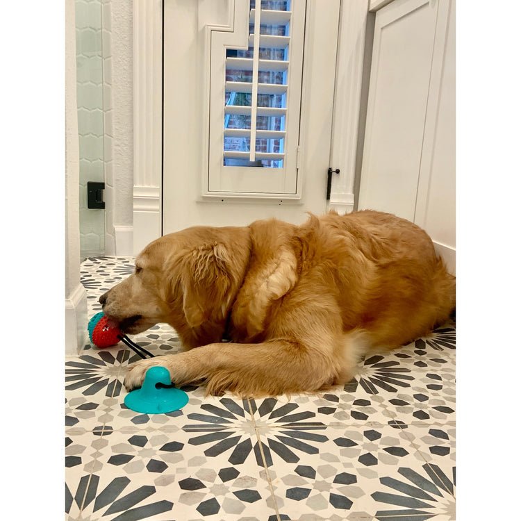 SaugnapfChallenge - Spielspass Mit Snacks - Frest