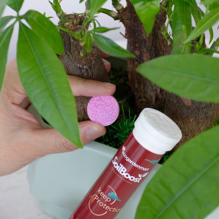 SoilBoost - Pflanzen umweltfreundlich wieder zum Leben erwecken! - Frest