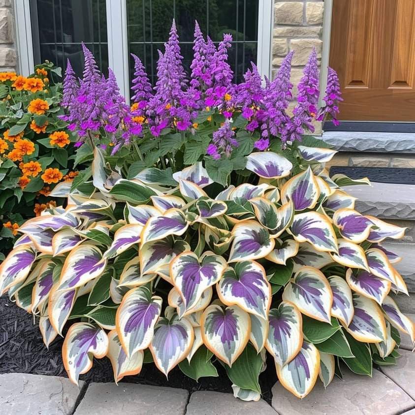 VerdeCeleste Hosta-Samen — Verwandeln Sie Schatten mühelos in üppige, lebendige Gartenmeisterwerke