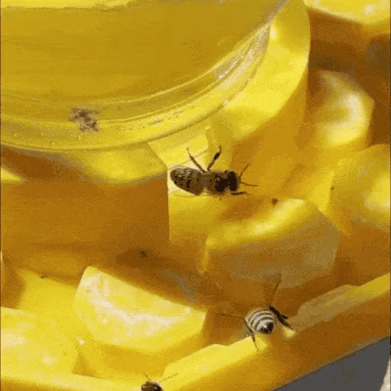 WaterBee -  Bienen-Wasserstelle für Ihre Gärten
