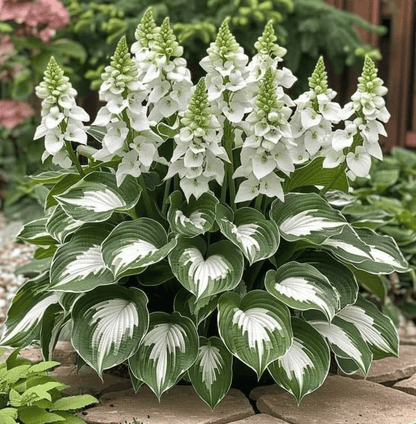 VerdeCeleste Hosta-Samen — Verwandeln Sie Schatten mühelos in üppige, lebendige Gartenmeisterwerke