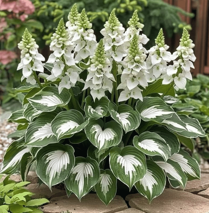 VerdeCeleste Hosta-Samen — Verwandeln Sie Schatten mühelos in üppige, lebendige Gartenmeisterwerke