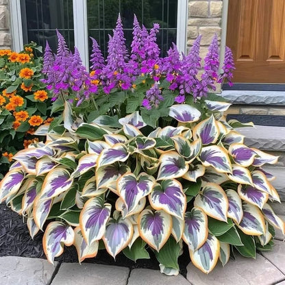 Seltene Hosta-Samen – Luxuriöse Zierpflanze mit dekorativem Laub