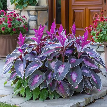 Seltene Hosta-Samen – Luxuriöse Zierpflanze mit dekorativem Laub