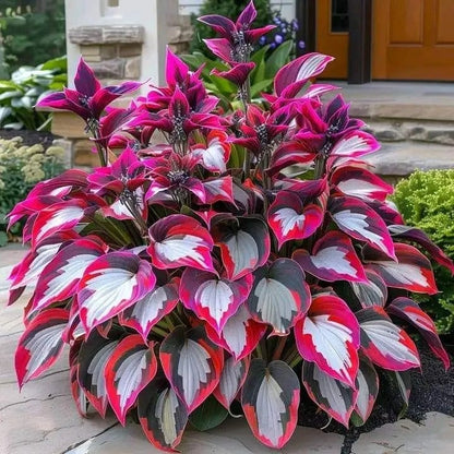 VerdeCeleste Hosta-Samen — Verwandeln Sie Schatten mühelos in üppige, lebendige Gartenmeisterwerke