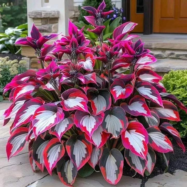 VerdeCeleste Hosta-Samen — Verwandeln Sie Schatten mühelos in üppige, lebendige Gartenmeisterwerke