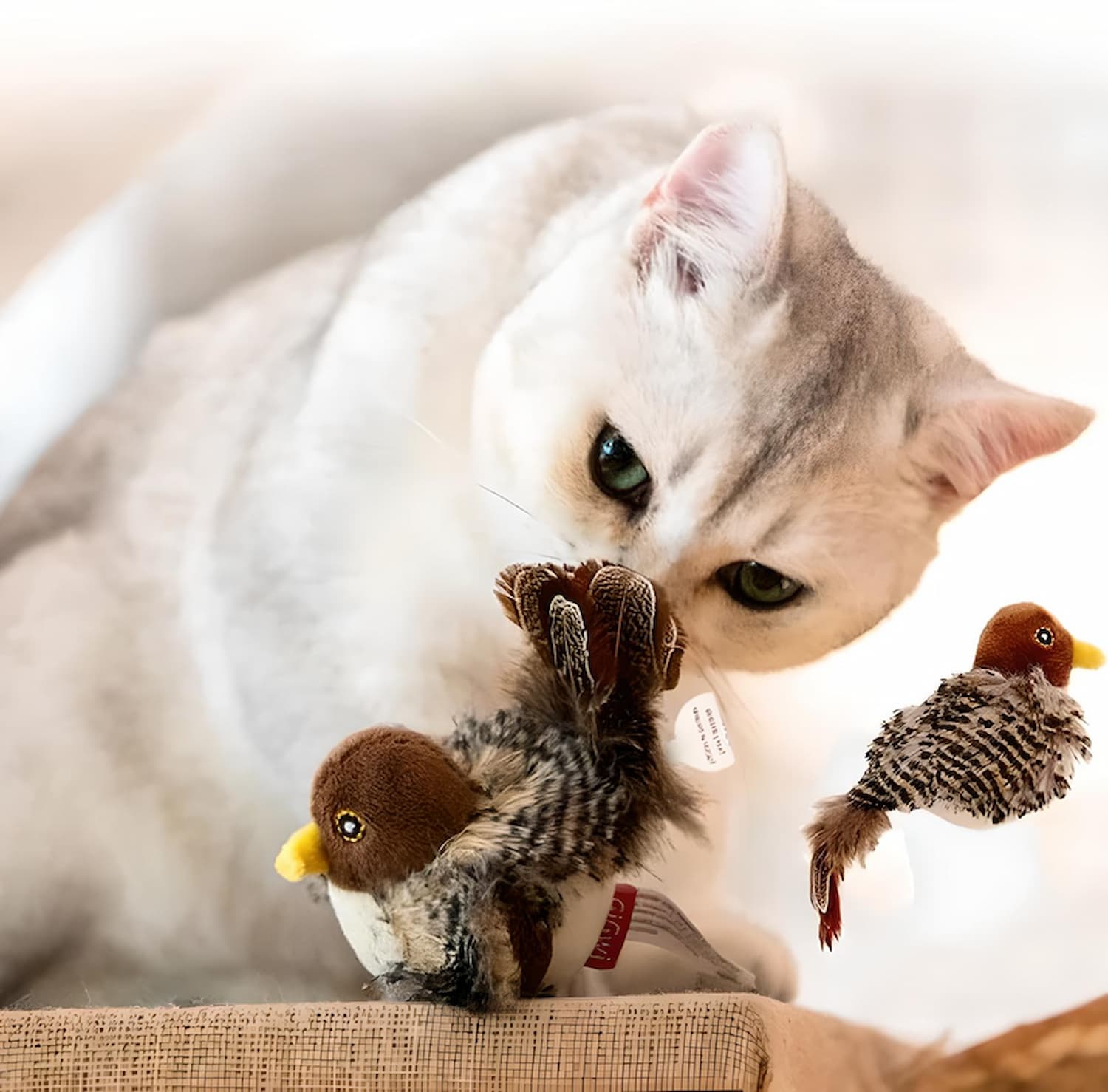 BirdHunting - Lassen Sie den natürlichen Jagdinstinkt Ihrer Katze aufblühen! - Frest