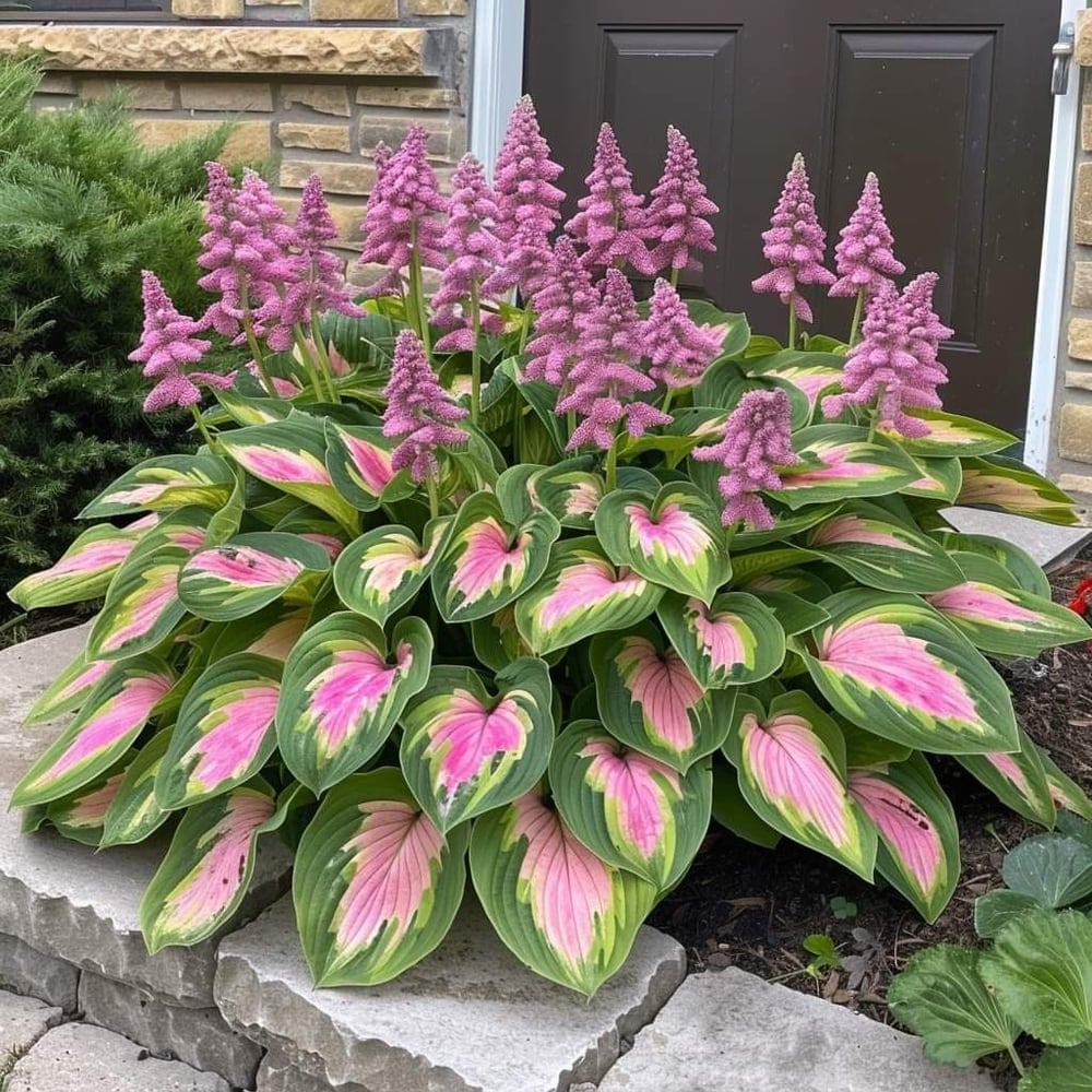 VerdeCeleste Hosta-Samen — Verwandeln Sie Schatten mühelos in üppige, lebendige Gartenmeisterwerke