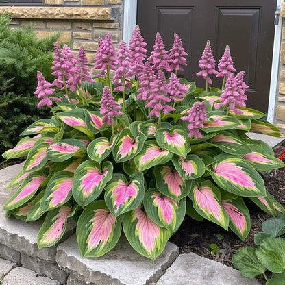 VerdeCeleste Hosta-Samen — Verwandeln Sie Schatten mühelos in üppige, lebendige Gartenmeisterwerke