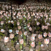 FlowerBox - Tulpen Spiegel Nachtlicht - Frest